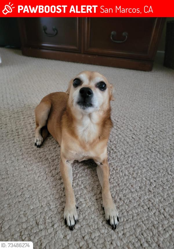 Lost Female Dog last seen Madrid manor mobile home park, San Marcos, CA 92069