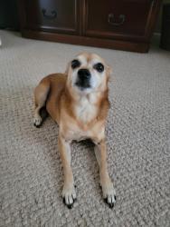 Lost Female Dog last seen Madrid manor mobile home park, San Marcos, CA 92069