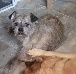 Reunited Male Dog last seen Dennis street area, Irving, TX 75062