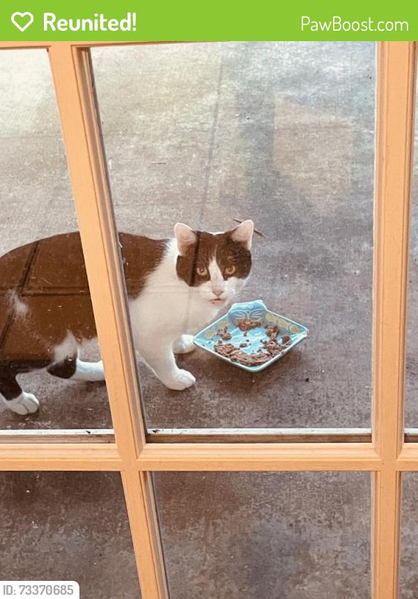 Reunited Male Cat last seen Travelers Rest, Travelers Rest, SC 29690