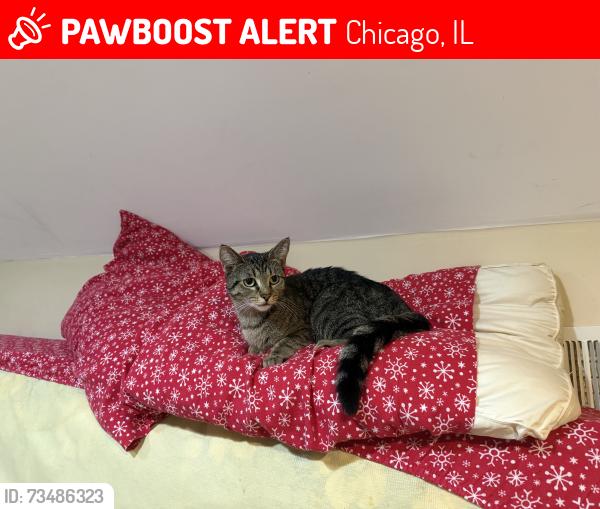 Lost Female Cat last seen Colegio Arnold mireles, Chicago, IL 60617