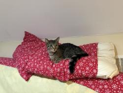 Lost Female Cat last seen Colegio Arnold mireles, Chicago, IL 60617