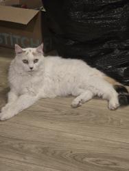 Reunited Female Cat last seen Dwelling at New Braunfels, New Braunfels, TX 78135