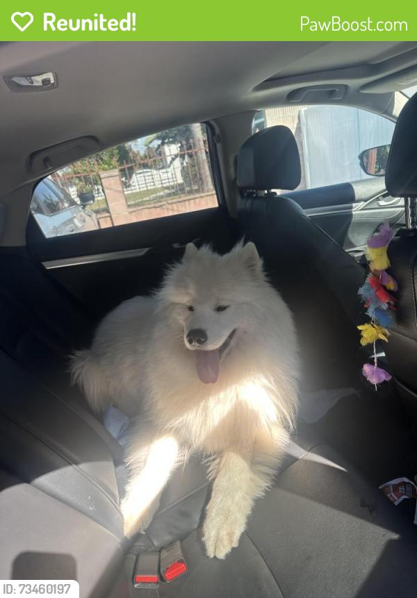 Reunited Male Dog last seen Brolly Hut, Inglewood, CA 90303