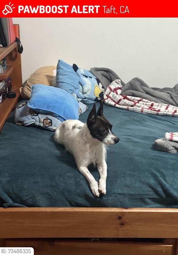 Lost Male Dog last seen E Cedar St, Taft, CA 93268
