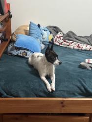 Lost Male Dog last seen E Cedar St, Taft, CA 93268
