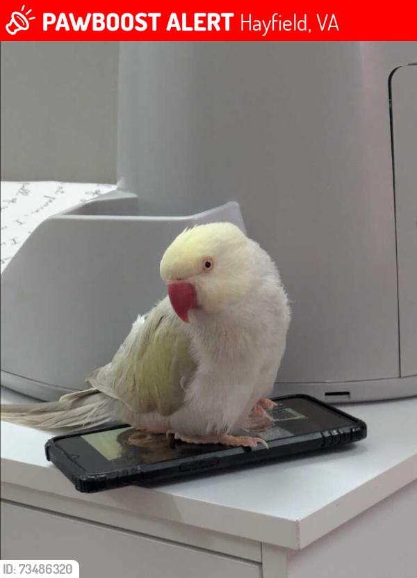 Lost Female Bird last seen Coast guard base off telegraph road, Hayfield, VA 22315