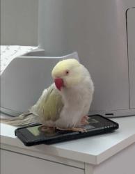 Lost Female Bird last seen Coast guard base off telegraph road, Hayfield, VA 22315
