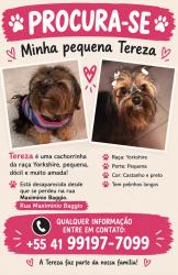 Lost Female Dog last seen rua joão dembinski, Cidade Industrial de Curitiba, PR 81270-360