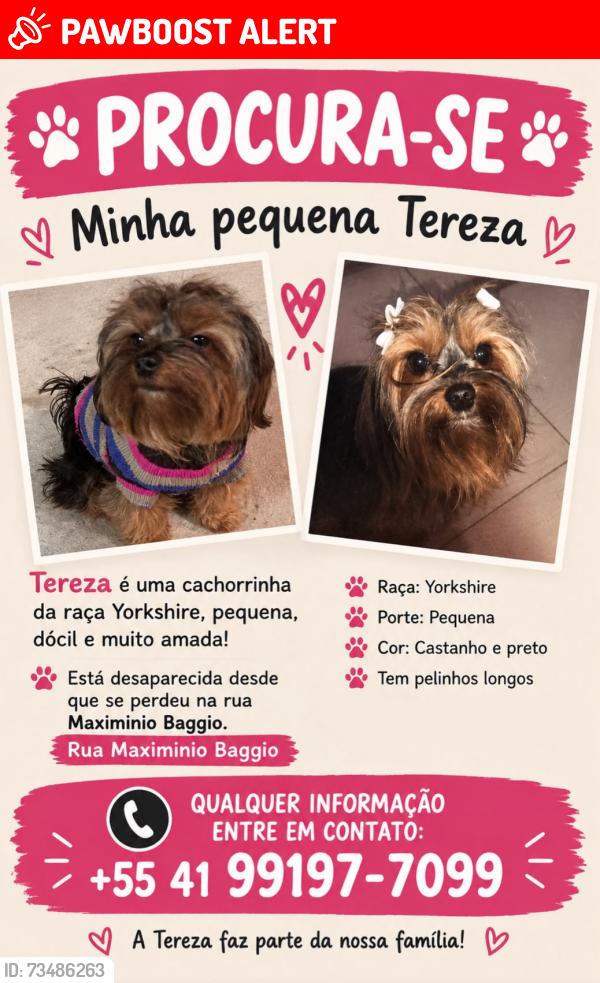 Lost Female Dog last seen rua joão dembinski, Cidade Industrial de Curitiba, PR 81270-360