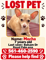 Reunited Female Dog last seen Royal Palm Beach, Royal Palm Beach, FL 33411