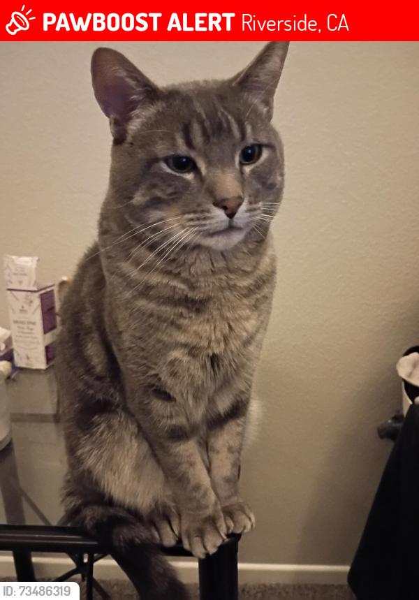 Lost Male Cat last seen Magnolia Avenue by the Riverside Aspens apmts., Riverside, CA 92504