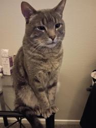 Lost Male Cat last seen Magnolia Avenue by the Riverside Aspens apmts., Riverside, CA 92504