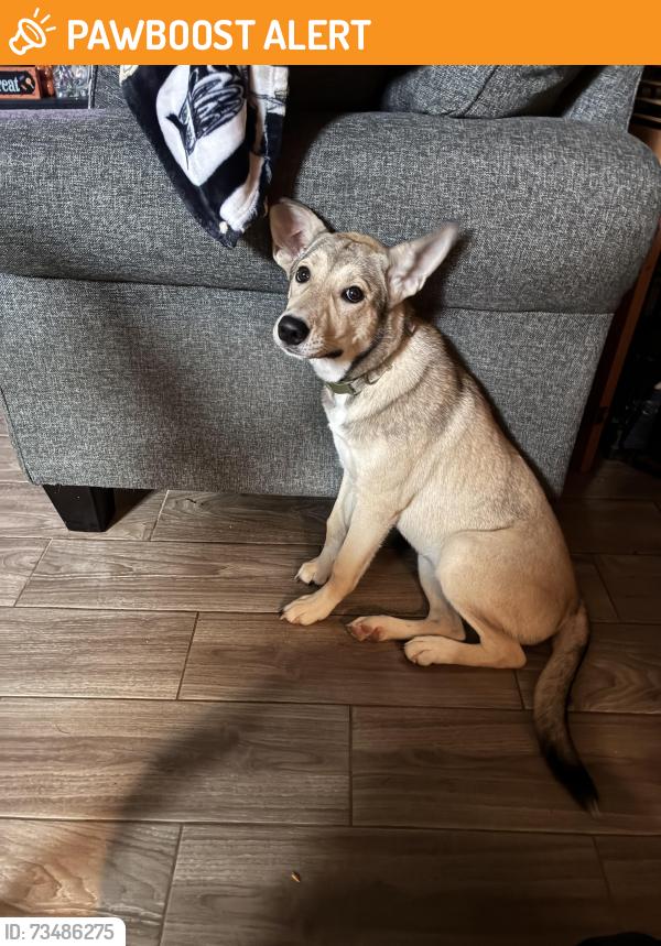 Found/Stray Female Dog last seen Riverwood / Winnipeg Blvd, Riverwood Village, TX 77469