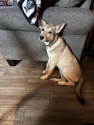 Found/Stray Female Dog last seen Riverwood / Winnipeg Blvd, Riverwood Village, TX 77469
