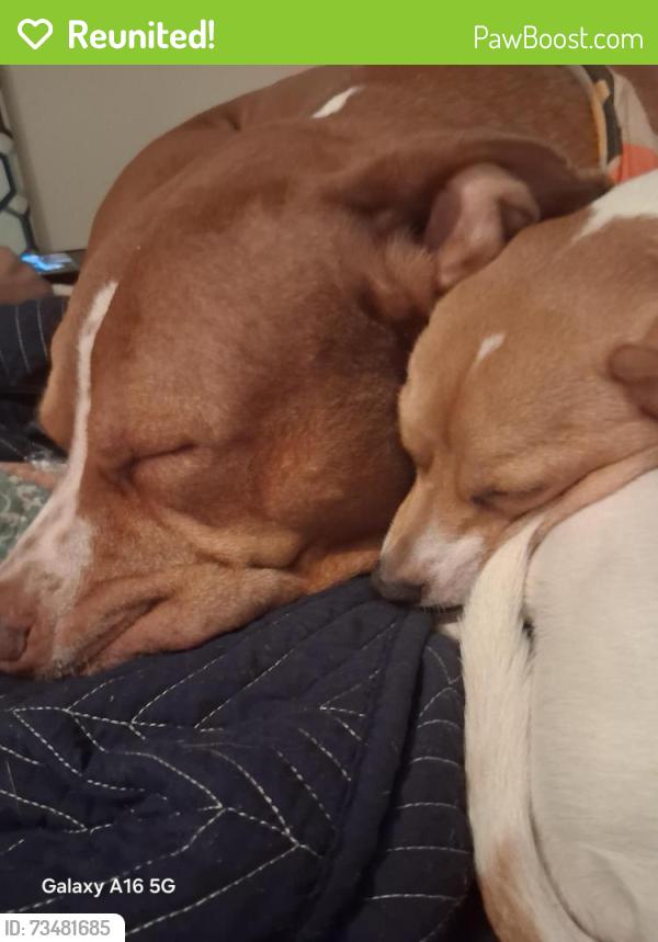 Reunited Female Dog last seen Holen, Hutto, TX 78634