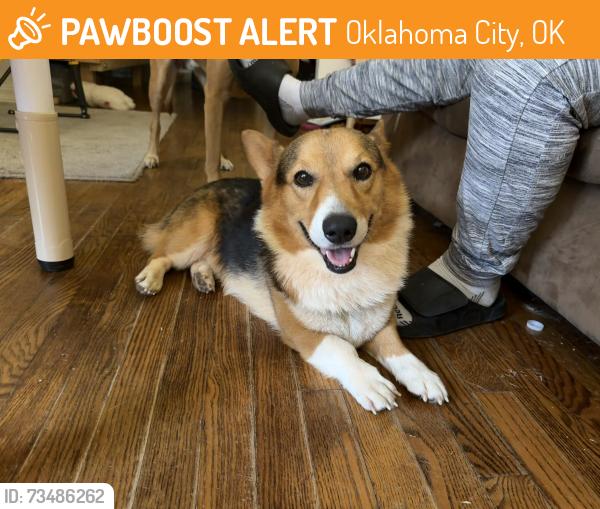 Found/Stray Male Dog last seen Nw 24th and Portland, Oklahoma City, OK 73107