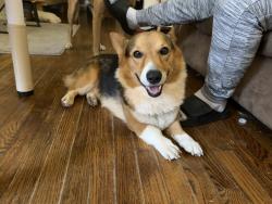 Found/Stray Male Dog last seen Nw 24th and Portland, Oklahoma City, OK 73107
