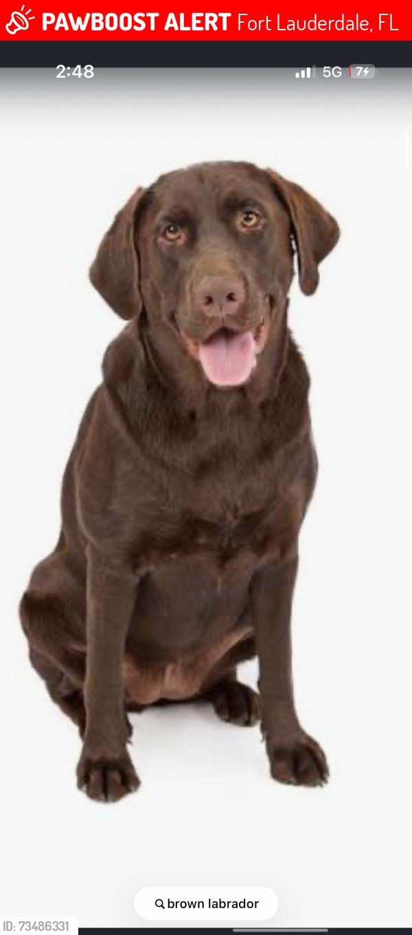 Lost Male Dog last seen Prospect and powerline road, Fort Lauderdale, FL 33309