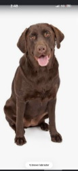 Lost Male Dog last seen Prospect and powerline road, Fort Lauderdale, FL 33309