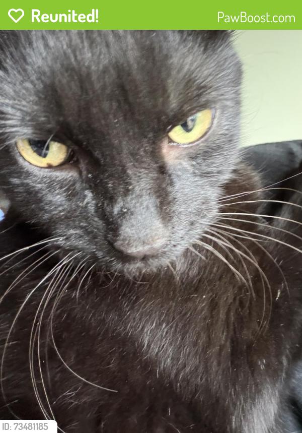 Reunited Male Cat last seen Ann st and George Ave, Joliet, IL 60435