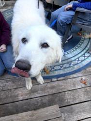 Found/Stray Female Dog last seen Lower flt creek right as you get on to flint hill rd, State Rd 1743, NC 28701