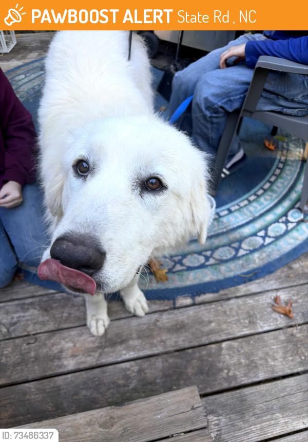Found/Stray Female Dog last seen Lower flt creek right as you get on to flint hill rd, State Rd 1743, NC 28701