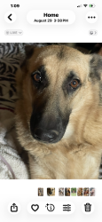 Reunited Female Dog last seen Garden Grv Vandement and brookhurst, Yukon, OK 73099