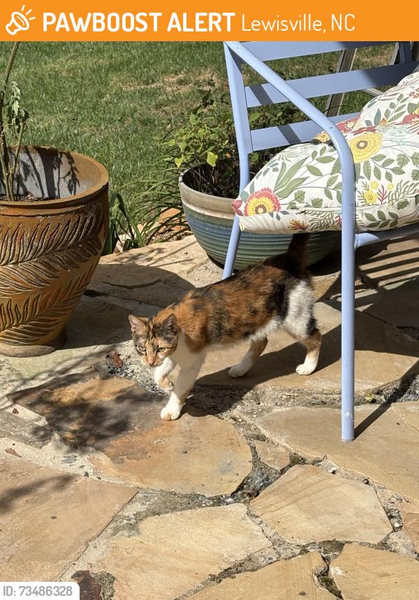 Found/Stray Female Cat last seen Alabnon, Lewisville, NC 27023