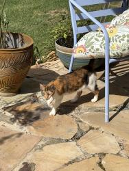 Found/Stray Female Cat last seen Alabnon, Lewisville, NC 27023