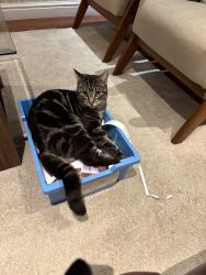 Reunited Male Cat last seen Thimblemill roundabout, West Midlands, England 