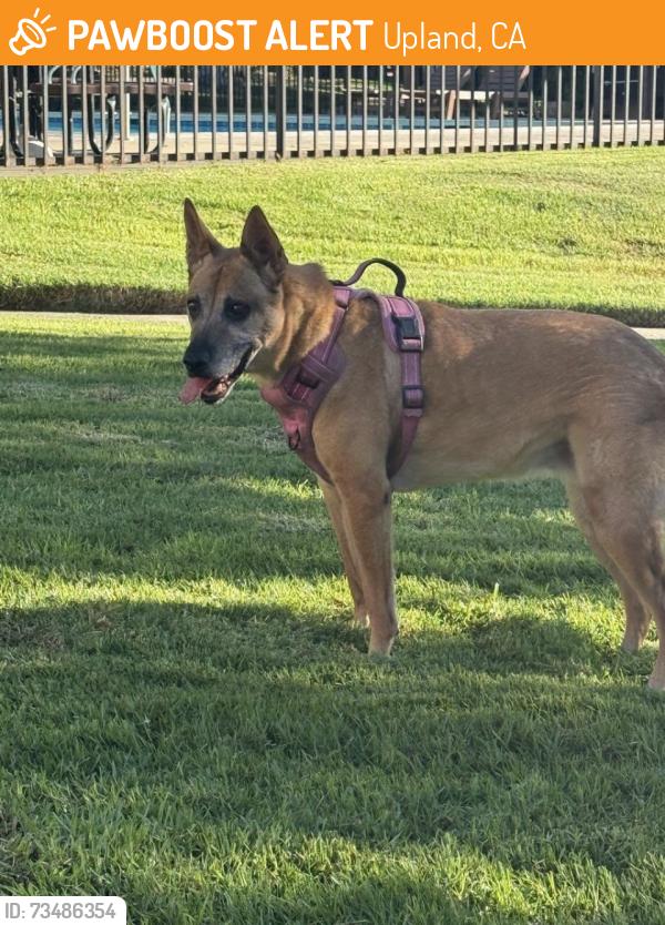Found/Stray Female Dog last seen Foothill & Redding UPLAND CA, Upland, CA 91786