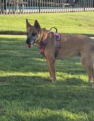 Found/Stray Female Dog last seen Foothill & Redding UPLAND CA, Upland, CA 91786