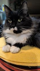Lost Female Other last seen Alleys of Sheridan and Porter street, Philadelphia, PA 19148