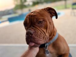 Reunited Female Dog last seen Cleveland Gibbs road and E Sam lee lane, Northlake, TX 76262