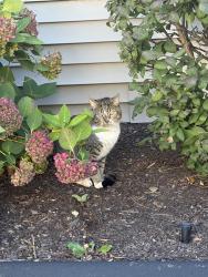 Found/Stray Unknown Cat last seen Mill st, Woonsocket, RI 02895