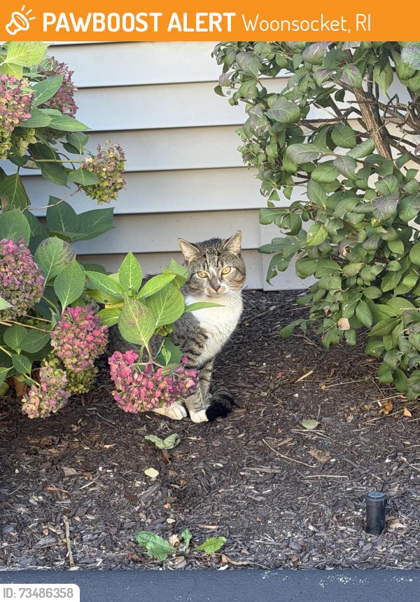 Found/Stray Unknown Cat last seen Mill st, Woonsocket, RI 02895