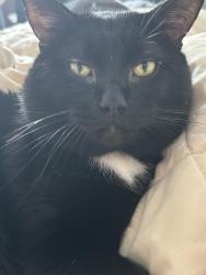 Lost Male Cat last seen Near Chuck Cir, Warner Robins, GA 31093