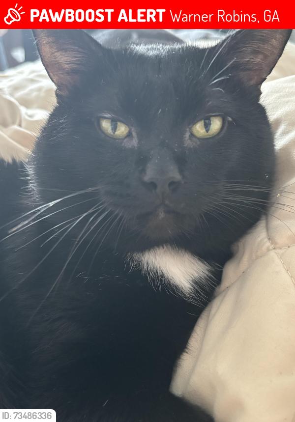 Lost Male Cat last seen Near Chuck Cir, Warner Robins, GA 31093
