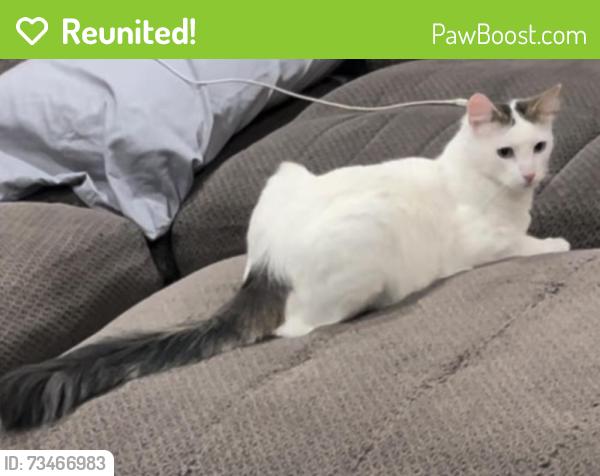Reunited Male Cat last seen Del Amo and Bloomfield, Lakewood, CA 90715