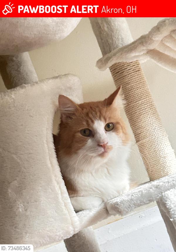 Lost Male Cat last seen Diagonal, Copley Perkins Woods Pool., Akron, OH 44320