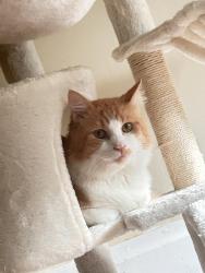 Lost Male Cat last seen Diagonal, Copley Perkins Woods Pool., Akron, OH 44320