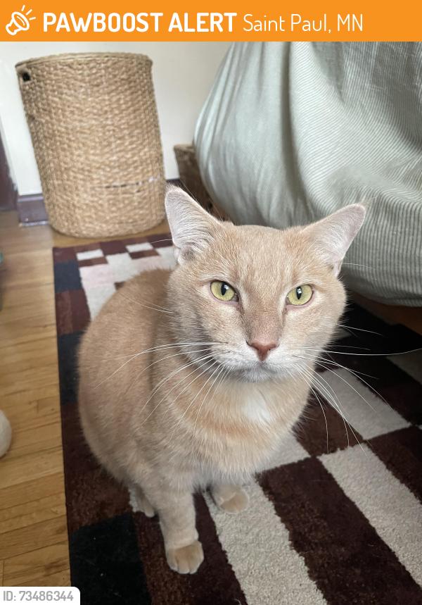 Found/Stray Unknown Cat last seen Summit Ave, Saint Paul, MN 55105