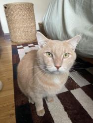 Found/Stray Unknown Cat last seen Summit Ave, Saint Paul, MN 55105