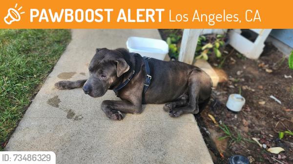 Found/Stray Male Dog last seen Food 4 Less, Merit Trac, Los Angeles, CA 90247