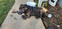 Found/Stray Male Dog last seen Food 4 Less, Merit Trac, Los Angeles, CA 90247