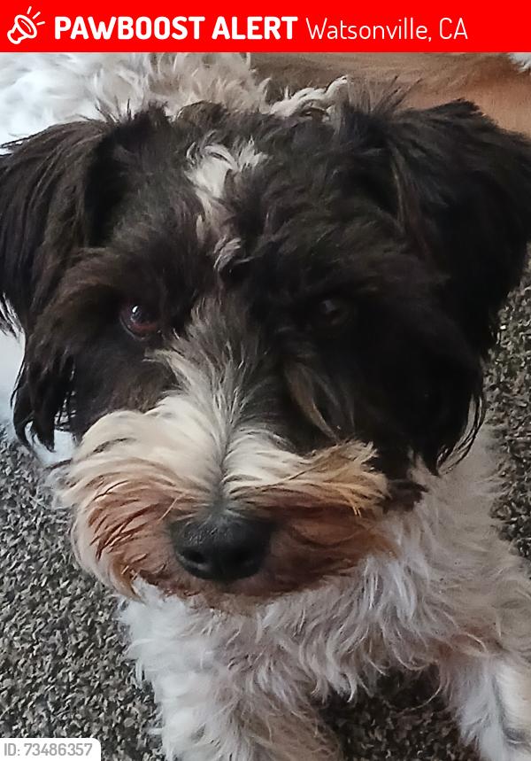 Lost Male Dog last seen Lakeview Rd, Watsonville, CA 95076