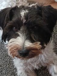 Lost Male Dog last seen Lakeview Rd, Watsonville, CA 95076