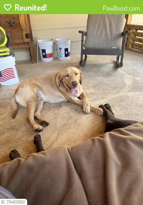 Reunited Male Dog last seen Williams drive, Georgetown, TX 78633