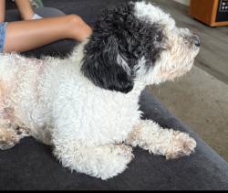 Lost Male Dog last seen Near Ft Jackson Blvd, Columbia, SC 29209